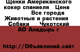 Щенки Американского кокер спаниеля › Цена ­ 15 000 - Все города Животные и растения » Собаки   . Чукотский АО,Анадырь г.